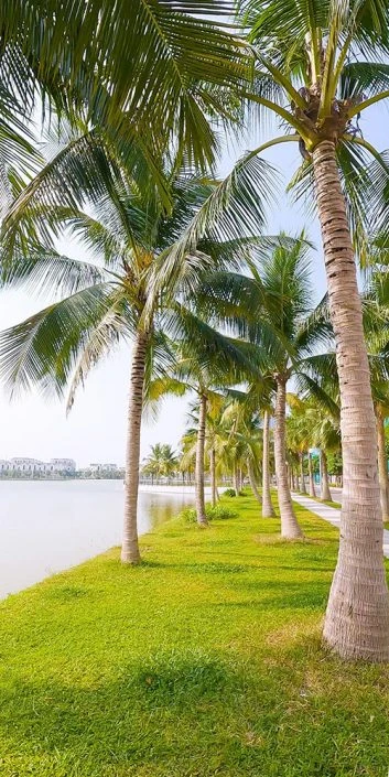 Quy trình mua bán chuyển nhượng Vinhomes Ocean Park